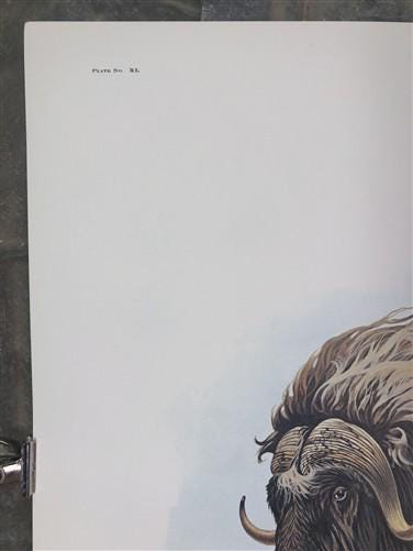 Art & Collectibles > Prints > Lithographs - Richard Timm, Musk Ox, Signed Print, 28x22 Wade Collection, Plate 40 by The Ol...