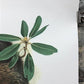 Art & Collectibles > Prints > Lithographs - Richard Timm, Gray Fox, Signed Print, 28x22 Wade Collection, Plate 19 by The O...