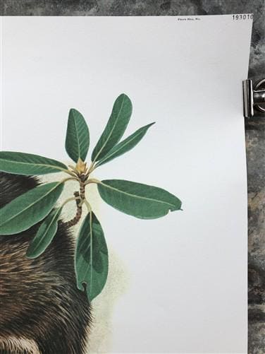 Art & Collectibles > Prints > Lithographs - Richard Timm, Gray Fox, Signed Print, 28x22 Wade Collection, Plate 19 by The O...