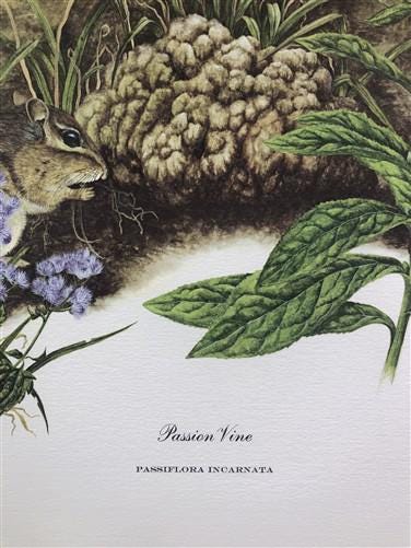 Art & Collectibles > Prints > Lithographs - Maryrose Wampler, Passion Vine, Signed Print, 28x22 Wall Art, Plate 18 by The...