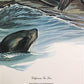 Art & Collectibles > Prints > Lithographs - Richard Timm, California Sea Lion, Signed Print, 28x22 Wade Collection, Plate...