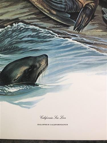 Art & Collectibles > Prints > Lithographs - Richard Timm, California Sea Lion, Signed Print, 28x22 Wade Collection, Plate...