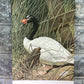 Art & Collectibles > Prints - Axel Amuchastegui, Black Necked Swan, 20.75x14 South American Bird Print A by The Old Grainery
