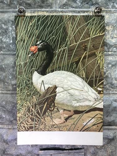 Art & Collectibles > Prints - Axel Amuchastegui, Black Necked Swan, 20.75x14 South American Bird Print A by The Old Grainery