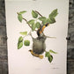 Art & Collectibles > Prints > Lithographs - Richard Sloan, Baltimore Oriole, Signed Print, 28x22, Wade Collection, Plate 1...