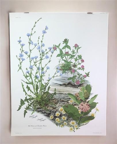 Maryrose Wampler Red Clover Roadside Flower Signed Print 28x22 Wall Art Plate 11