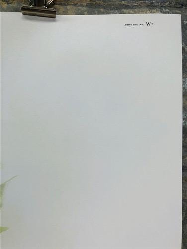 Art & Collectibles > Prints > Lithographs - Maryrose Wampler, Mountain Flowers, Signed Print, 28x22 Wall Art, Plate 30 by...