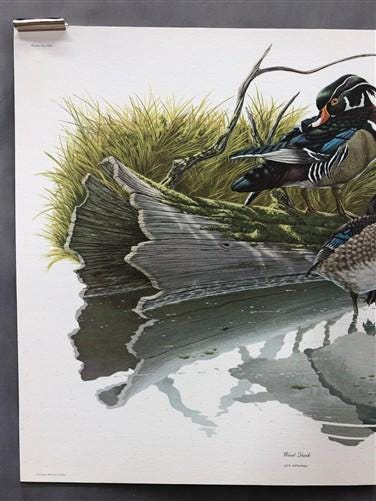 Art & Collectibles > Prints > Lithographs - Richard Sloan, Wood Duck, Signed Print, 11x14, Essay, Sketches, Plate 8 by The...