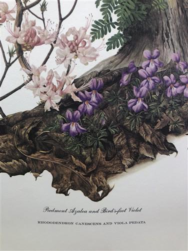 Art & Collectibles > Prints > Lithographs - Maryrose Wampler, Piedmont Azalea Violet, Signed Print, 28x22 Wall Art, Plate...