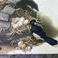 Art & Collectibles > Prints - Axel Amuchastegui, Urraca Jay, 20.75x14 South American Bird Art Print C by The Old Grainery