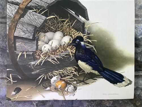 Art & Collectibles > Prints - Axel Amuchastegui, Urraca Jay, 20.75x14 South American Bird Art Print C by The Old Grainery