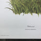 Art & Collectibles > Prints > Lithographs - Maryrose Wampler, Goldenrod, Signed Print, 28x22 Wall Art, Plate 13 by The Old...