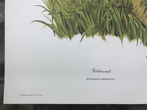 Art & Collectibles > Prints > Lithographs - Maryrose Wampler, Goldenrod, Signed Print, 28x22 Wall Art, Plate 13 by The Old...