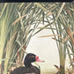 Art & Collectibles > Prints - Axel Amuchastegui, Rosy Billed Ducks, 20.75x14 South American Bird Art Print J by The Old Gr...