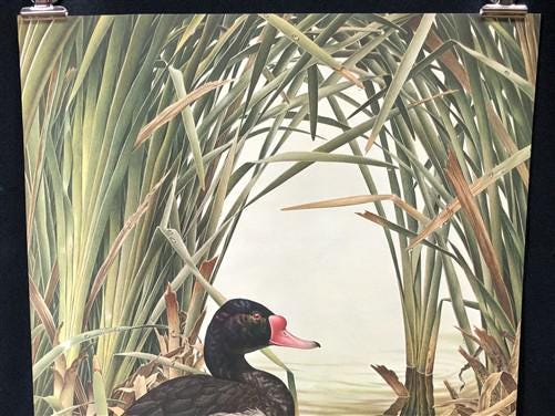 Art & Collectibles > Prints - Axel Amuchastegui, Rosy Billed Ducks, 20.75x14 South American Bird Art Print J by The Old Gr...