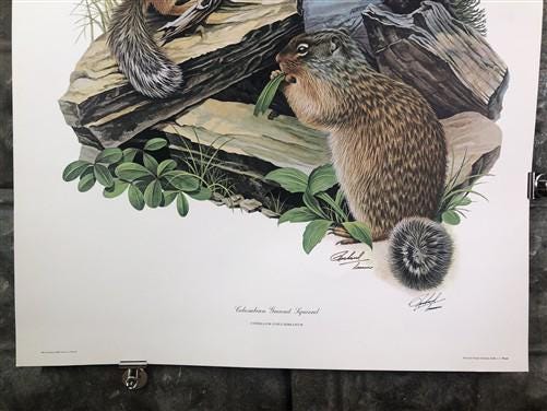 Art & Collectibles > Prints > Lithographs - Richard Timm, Ground Squirrel, Signed Print, 28x22 Wade Collection, Plate 31 b...