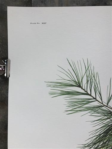 Art & Collectibles > Prints > Lithographs - Richard Timm, Snowshoe Hare, Signed Print, 28x22 Wade Collection, Plate 25 by...