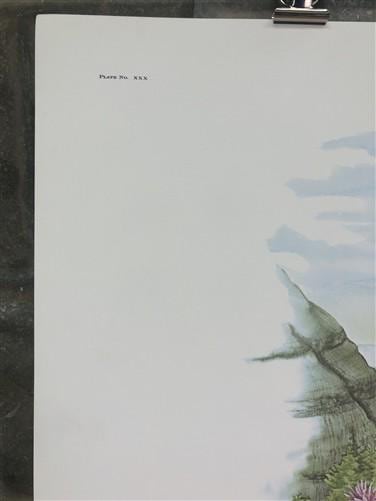 Art & Collectibles > Prints > Lithographs - Maryrose Wampler, Mountain Flowers, Signed Print, 28x22 Wall Art, Plate 30 by...