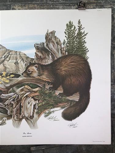 Art & Collectibles > Prints > Lithographs - Richard Timm, Pine Marten, Signed Print, 28x22 Wade Collection, Plate 39 by Th...