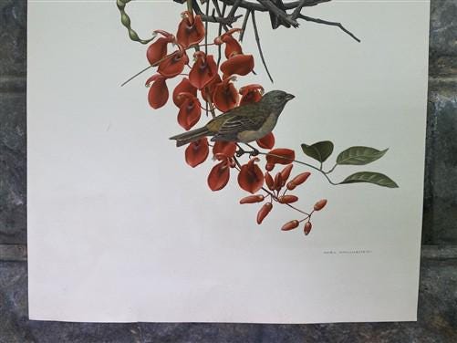 Art & Collectibles > Prints - Axel Amuchastegui, Blue and Yellow Tanager, 20.75x14 South American Bird Print F by The Old...
