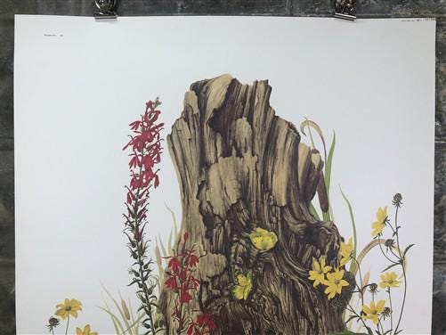Art & Collectibles > Prints > Lithographs - Maryrose Wampler, Cardinal Flower Sunflower Signed Print 28x22 Wall Art Plate...