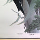 Art & Collectibles > Prints > Lithographs - Richard Sloan, Woodpecker, Signed Print, 28x22, Wade Collection, Plate 48 by T...