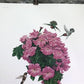 Art & Collectibles > Prints > Lithographs - Richard Sloan, Hummingbird, Signed Print, 28x22, Wade Collection, Plate 45 by...