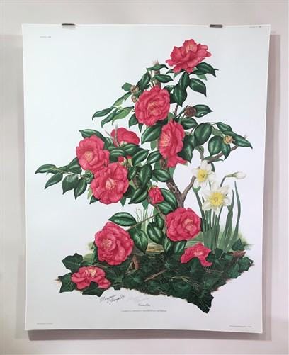 Maryrose Wampler, Camellia, Signed Print, 28x22 Wall Art, Plate 19