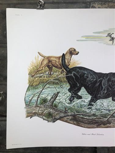 Art & Collectibles > Prints > Lithographs - Ernest Hart, Labrador, Signed Dog Print, 28x22, Wade Collection, Plate 5 by Th...