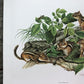 Richard Timm, Eastern Chipmunk, Signed Print, 28x22 Wade Collection, Plate 5