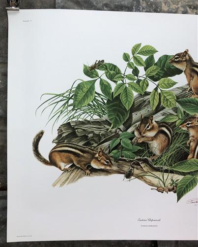 Richard Timm, Eastern Chipmunk, Signed Print, 28x22 Wade Collection, Plate 5
