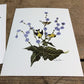 Art & Collectibles > Prints - 15 Miniature 4x5 Richard Sloan North American Bird Art Prints, Nature House A by The Old Gra...