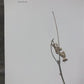 Art & Collectibles > Prints > Lithographs - Maryrose Wampler, Hepatica, Signed Print, 28x22 Wall Art, Plate 15 by The Old...