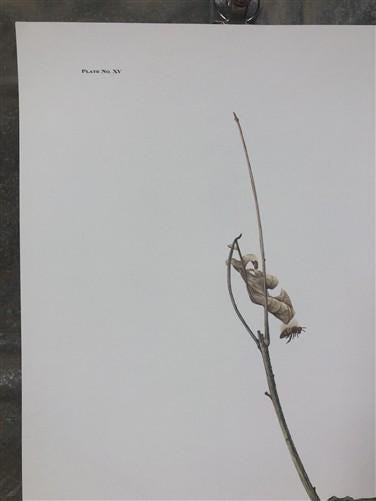 Art & Collectibles > Prints > Lithographs - Maryrose Wampler, Hepatica, Signed Print, 28x22 Wall Art, Plate 15 by The Old...
