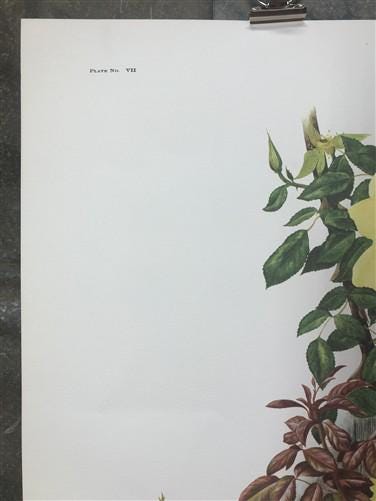 Art & Collectibles > Prints > Lithographs - Maryrose Wampler, Single Yellow Rose, Signed Print, 28x22, Wall Art, Plate 7 b...