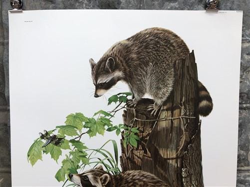 Art & Collectibles > Prints > Lithographs - Richard Timm, Racoon, Signed Prints, 28x22 Wade Collection, Plate 2 by The Old...