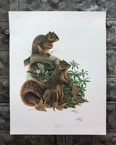 Art & Collectibles > Prints > Lithographs - Richard Timm, Fox Squirrel, Signed Print, 28x22 Wade Collection, Plate 16 by T...
