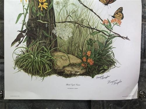Maryrose Wampler, Black Eyed Susan, Signed Print, 28x22, Wall Art, Plate 1