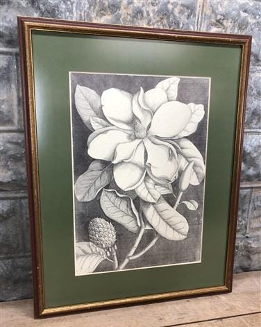 Home & Living > Home Decor > Wall Decor > Wall Hangings - Mark Catesby, Magnolia Altissima, Plate 61, Ehret, Framed Botani...