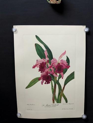 10 Andrey Avinoff Pinx Orchid Art Prints, 23x17 Floral Lithograph Plates 41-50