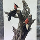 Art & Collectibles > Prints - Axel Amuchastegui, Magellanic Woodpecker, 20.75x14 South American Bird Print H by The Old Gr...