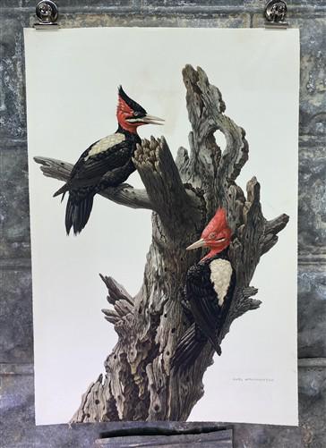 Art & Collectibles > Prints - Axel Amuchastegui, Magellanic Woodpecker, 20.75x14 South American Bird Print H by The Old Gr...