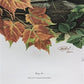 Art & Collectibles > Prints > Lithographs - Richard Timm, Gray Fox, Signed Print, 28x22 Wade Collection, Plate 19 by The O...