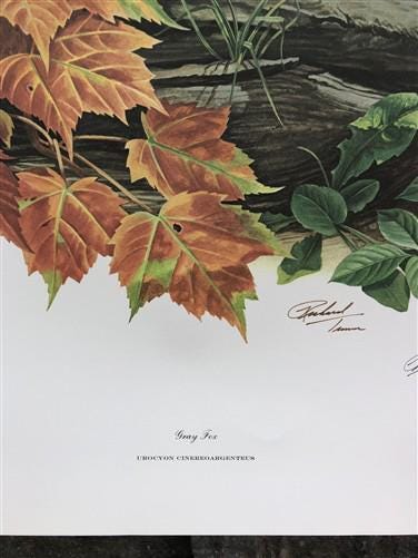 Art & Collectibles > Prints > Lithographs - Richard Timm, Gray Fox, Signed Print, 28x22 Wade Collection, Plate 19 by The O...