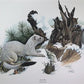 Art & Collectibles > Prints > Lithographs - Richard Timm, Longtail Weasel, Signed Print, 28x22 Wade Collection, Plate 37 b...