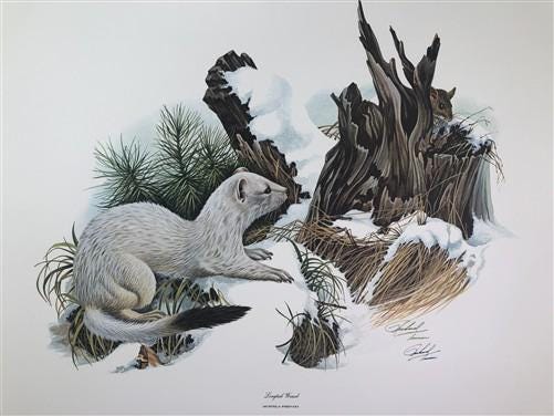 Art & Collectibles > Prints > Lithographs - Richard Timm, Longtail Weasel, Signed Print, 28x22 Wade Collection, Plate 37 b...