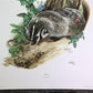 Art & Collectibles > Prints > Lithographs - Richard Timm, Badger, Signed Print, 28x22 Wade Collection, Plate 10 by The Old...