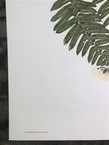 Maryrose Wampler, Trillium, Signed Print, 28x22 Wall Art, Plate 21