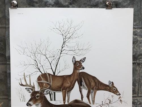 Art & Collectibles > Prints > Lithographs - Richard Timm, White Tailed Deer, Signed Print, 28x22 Wade Collection, Plate 7...