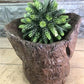 Rustic Wood Planter, Wood Stump, Round Wooden Flower Pot, Natural Wood Decor, L